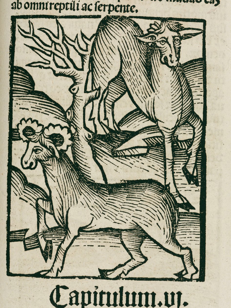 Der Elch von Unbekannt