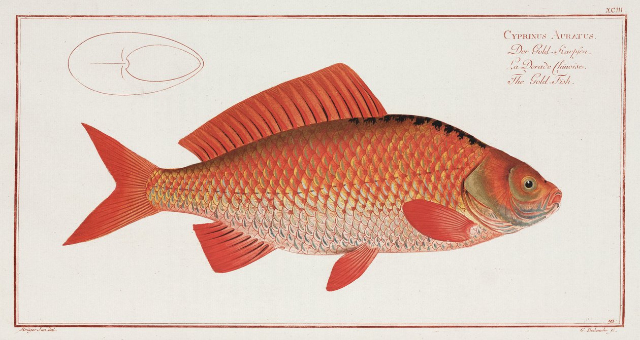 Der Goldfisch von Unbekannter Künstler