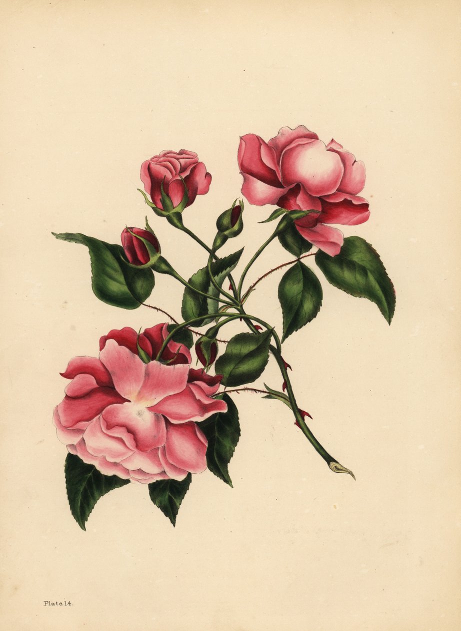 Die immerblühende Rose, Schönheit immer neu von Unbekannt