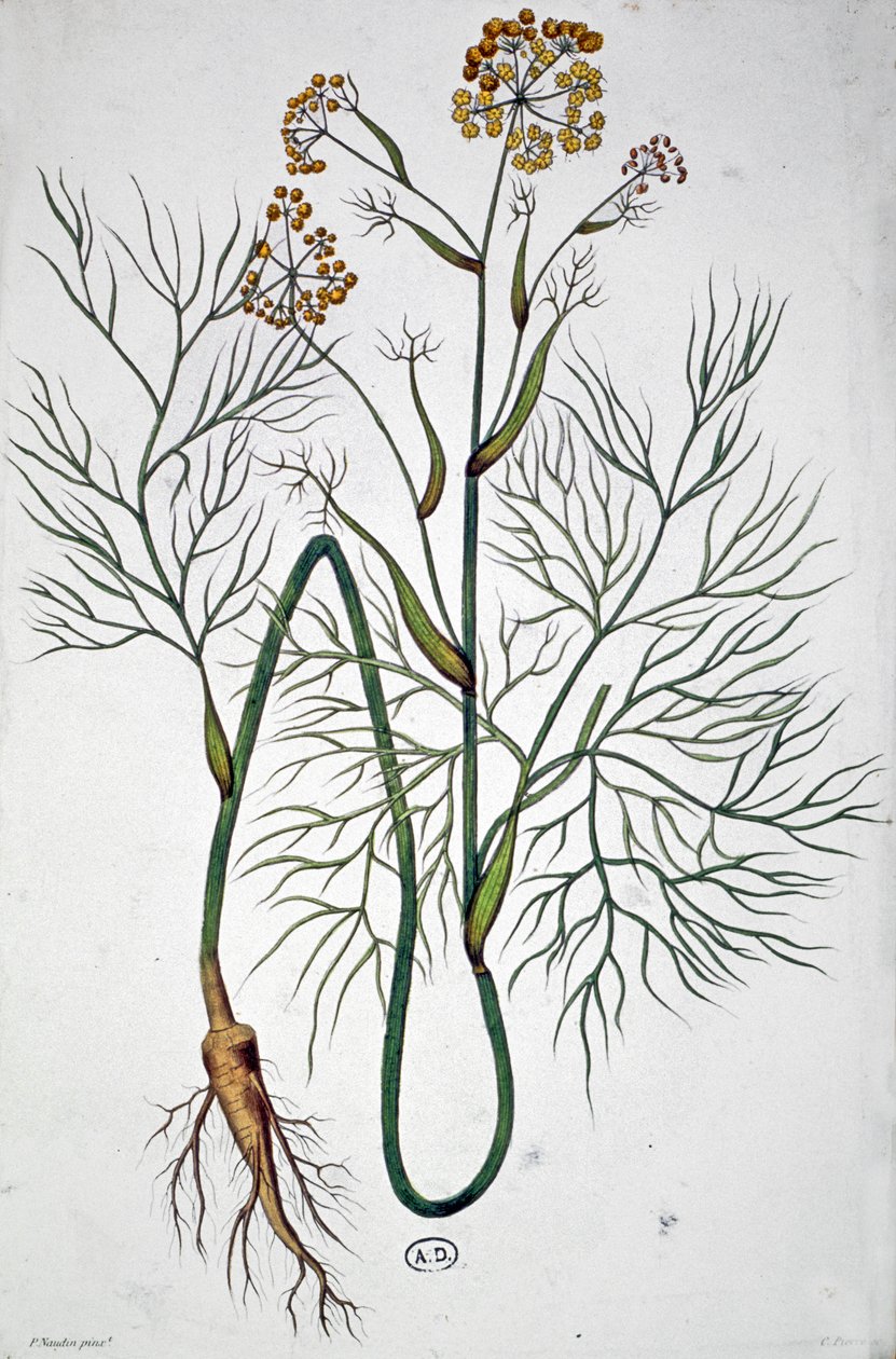 Der Fenchel, ca. 1850 von Unbekannter Künstler