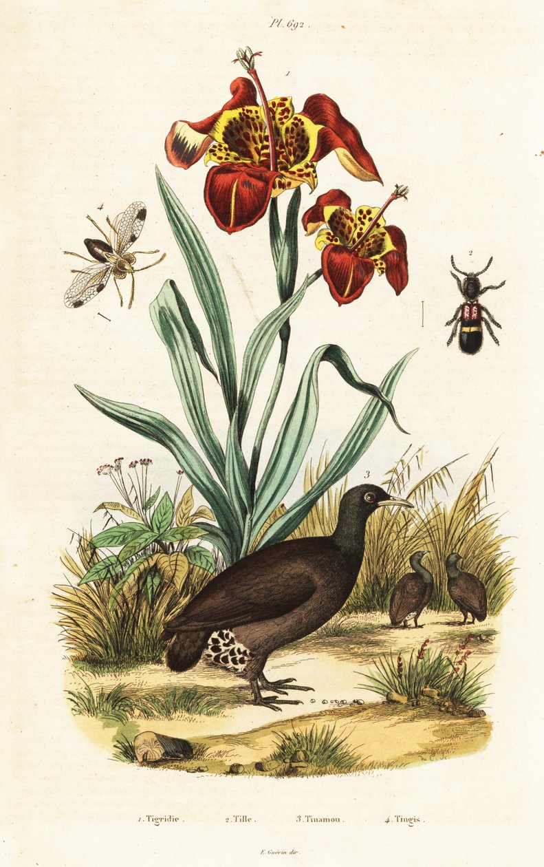 Tiger-Iris und Großer Tinamou von Unbekannter Künstler