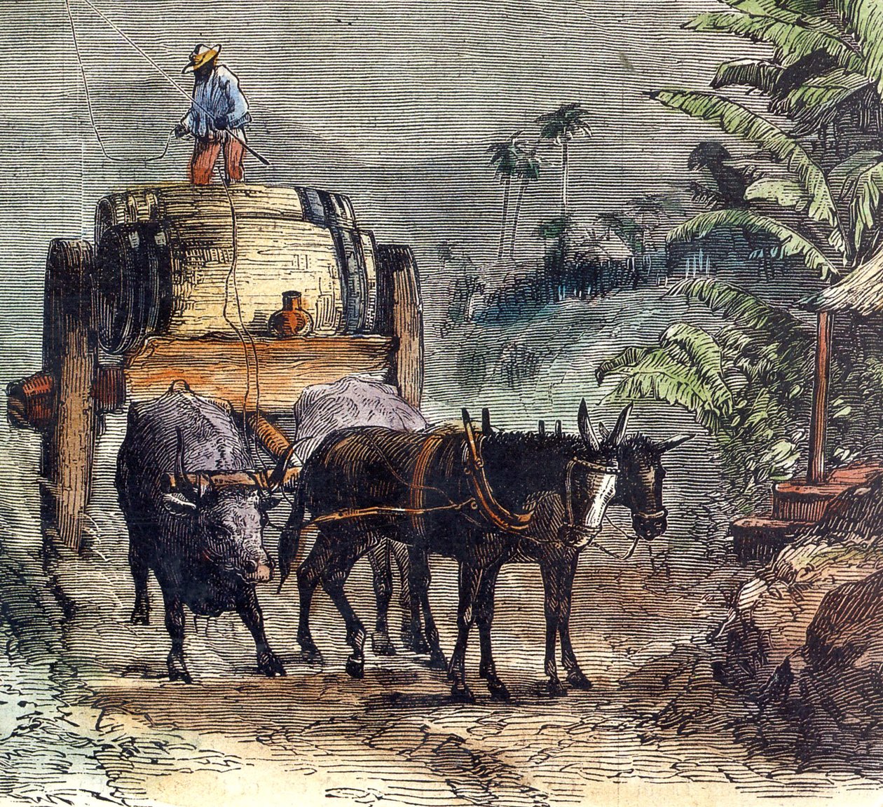 Transport von Rum von Unbekannter Künstler