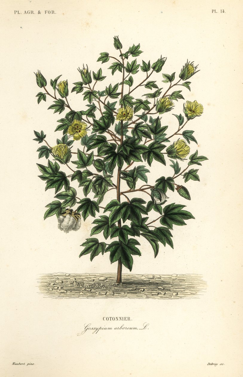 Baumwolle, Gossypium arboreum von Unbekannt