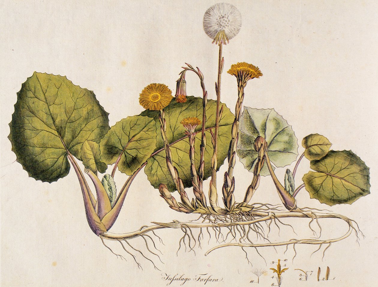 Huflattich von Unbekannt