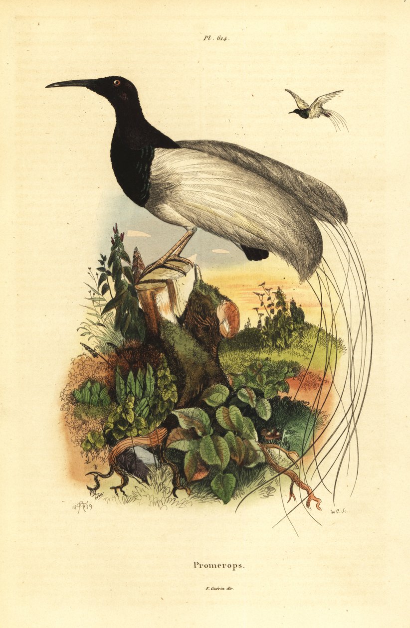 Zwölfdraht-Paradiesvogel, Seleucidis melanoleucus von Unbekannt