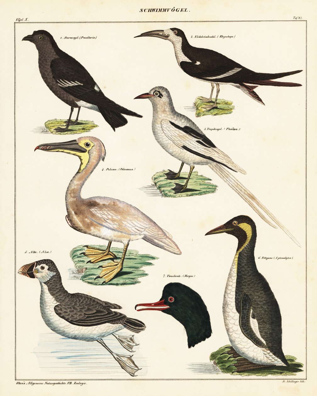 Verschiedene Seevögel (Lithographie) von Unbekannter Künstler