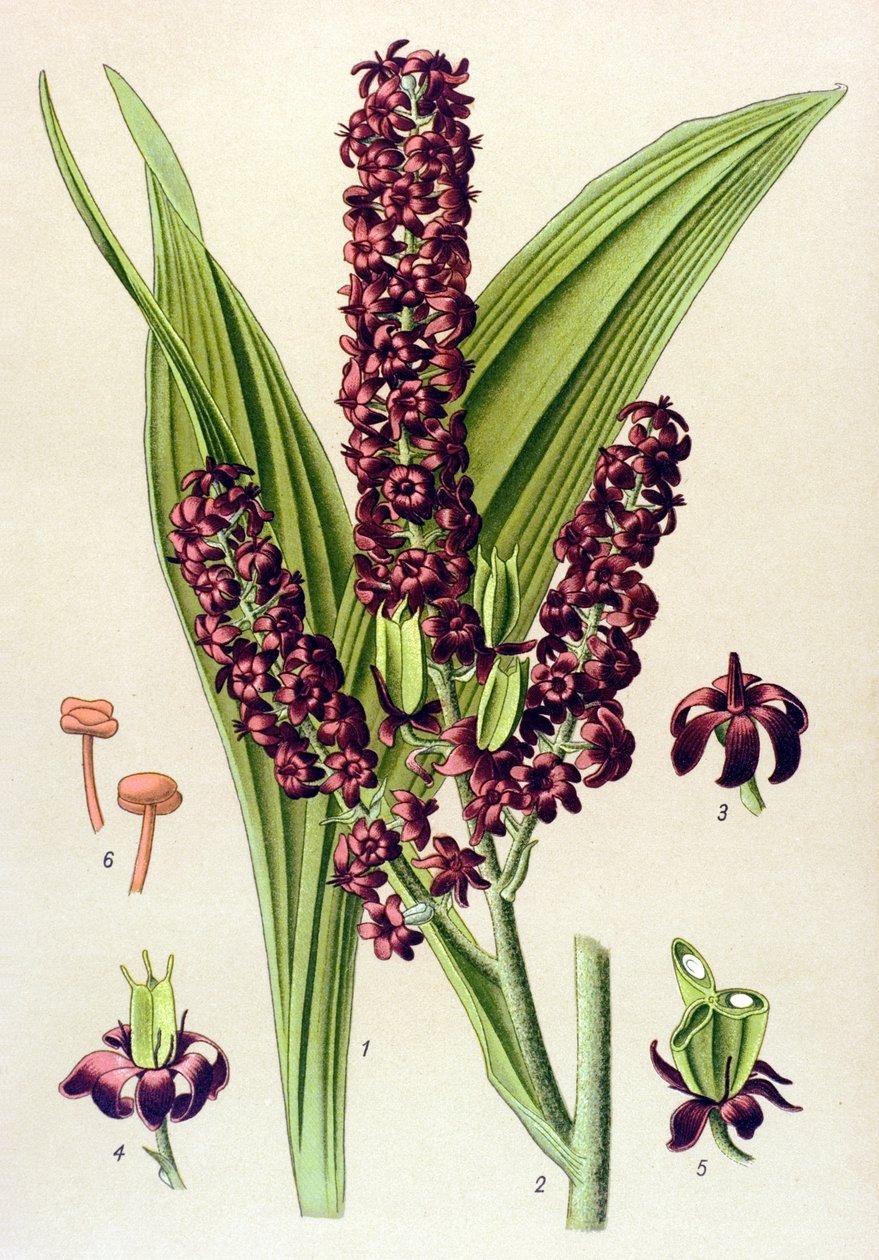 Giftige Pflanze: Schwarzer Germer (Veratrum nigrum) von Unbekannter Künstler