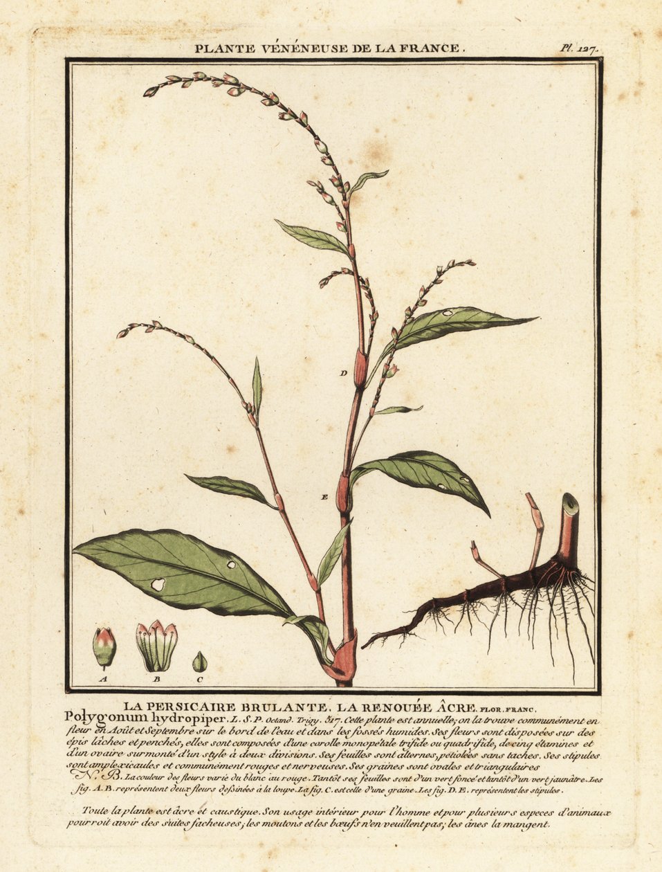 Wasserpfeffer, Persicaria hydropiper von Unbekannter Künstler