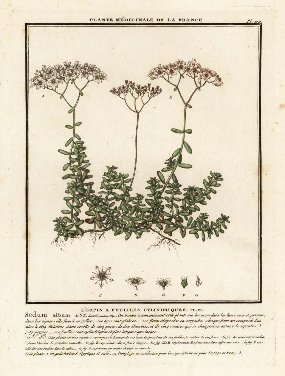 Weißer Mauerpfeffer, Sedum album von Unbekannter Künstler