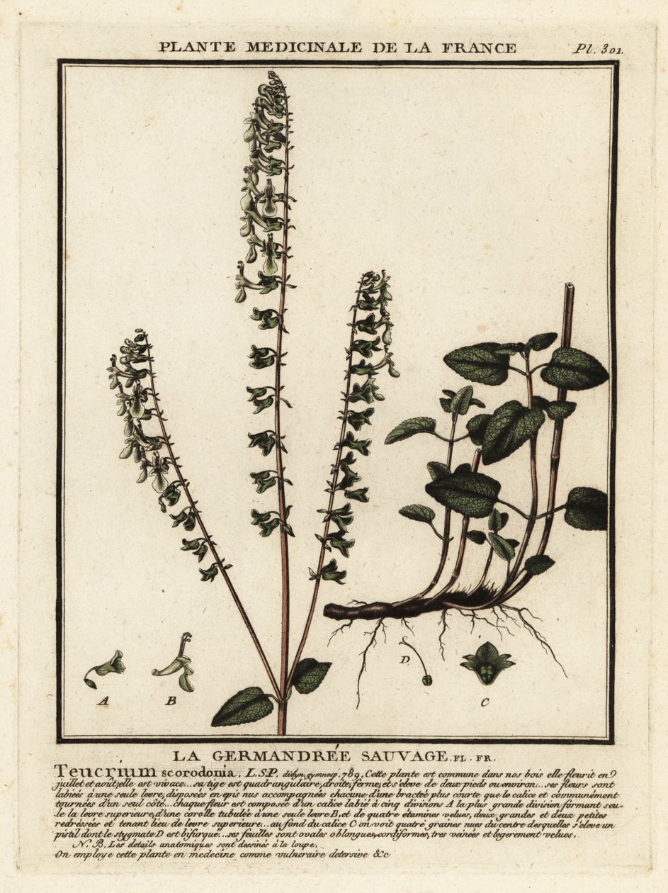 Eichenblättriger Gamander, Teucrium scorodonia von Unbekannter Künstler