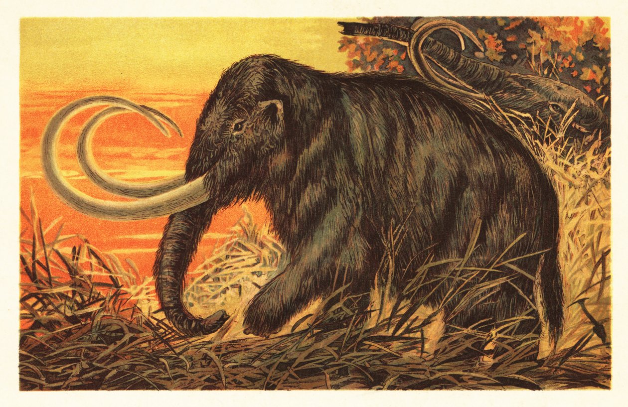 Wollmammut, Mammuthus primigenius von Unbekannter Künstler