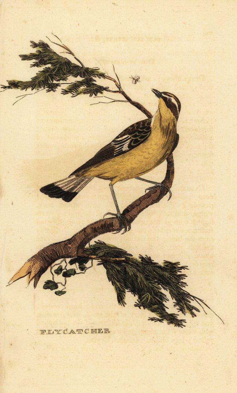 Gelbbauch-Fliegenschnäpper, Ficedula zanthopygia. 1815 (Gravur) von Unbekannter Künstler