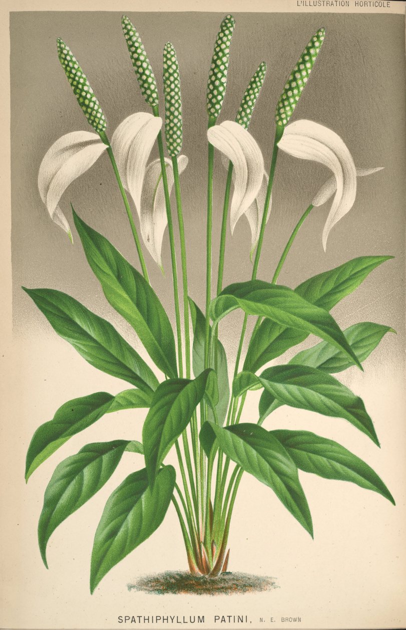 Spathiphyllum patinii von Unknown