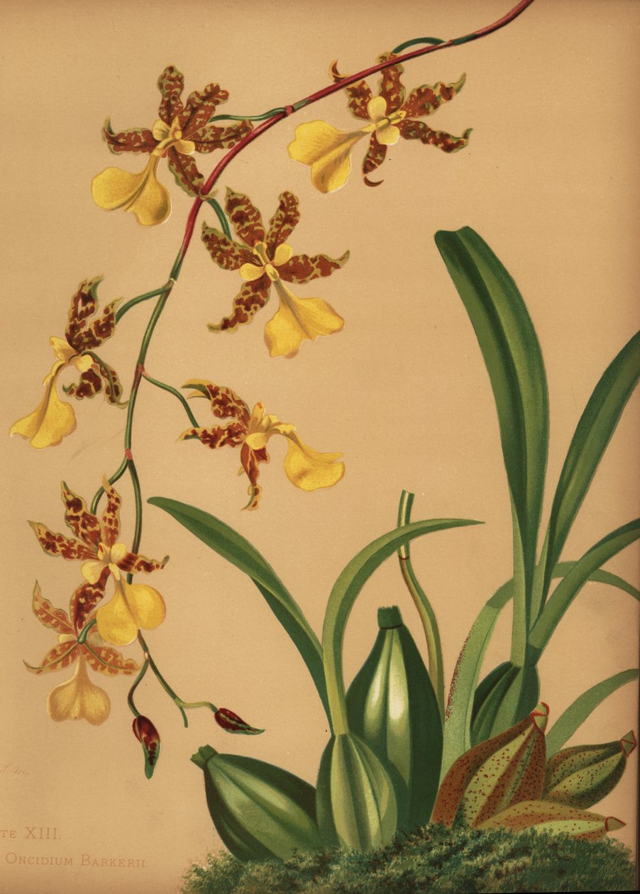 Tanzende Dame-Orchidee, Oncidium tigrinum (Oncidium barkerii) von Unknown