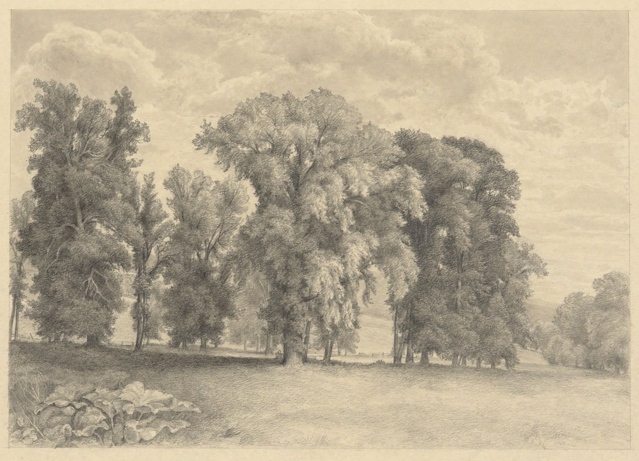 Wiese und Bäume von Unknown