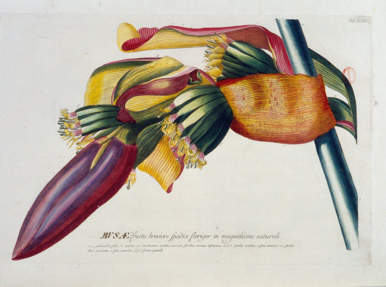 Botanische Tafel: Bananen, Zweig. n.d. 19. Jahrhundert von Unknown artist