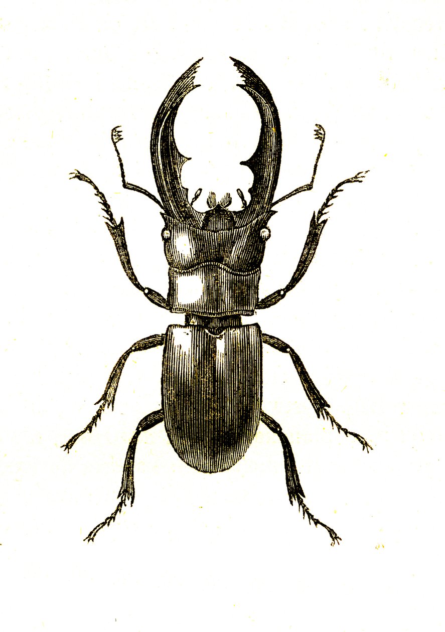 Coleoptera: Hexarthrius Buqueti oder Lucanus von Unknown artist