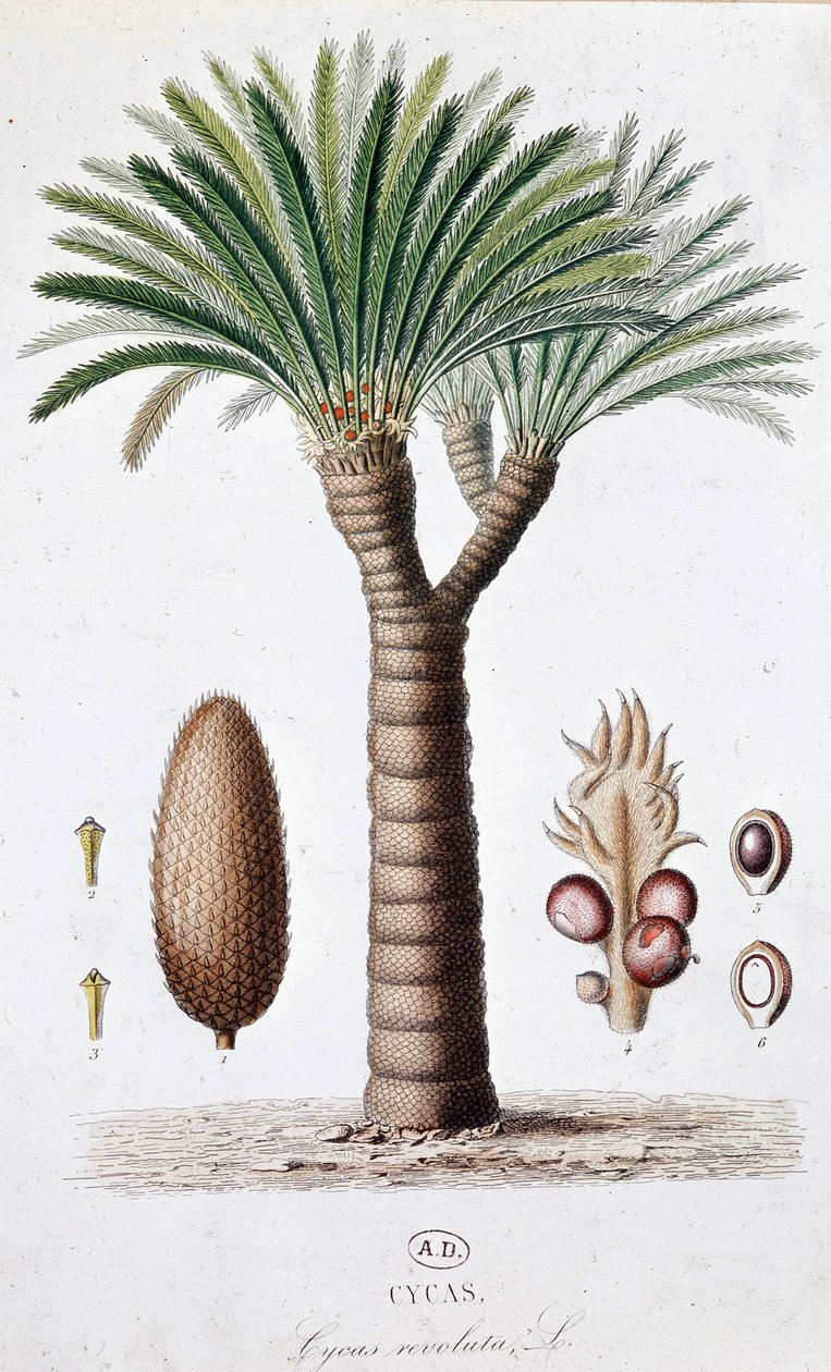 Palme Cycas Revoluta - Botanische Tafel von Unknown artist