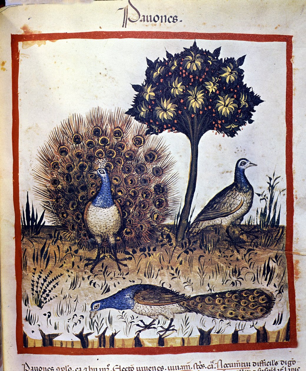 Pfauen dargestellt in „Tacuinum sanitatis“ von Unknown artist