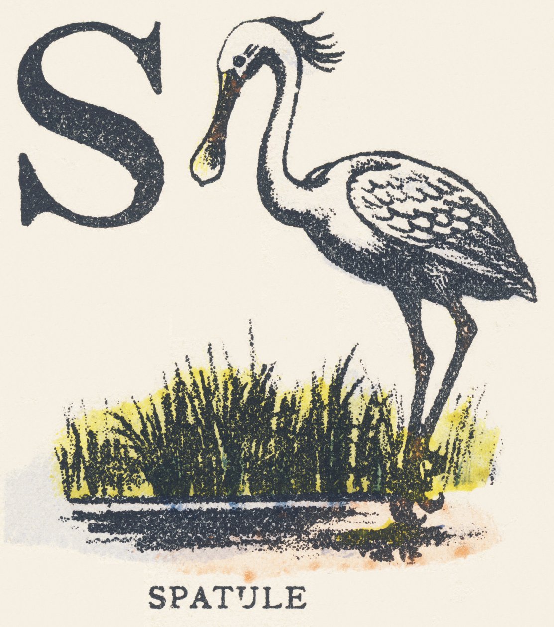 S: Spatel von Unknown artist