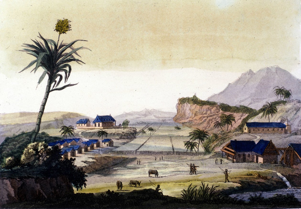 Zuckerrohranbau in Südamerika von Unknown artist