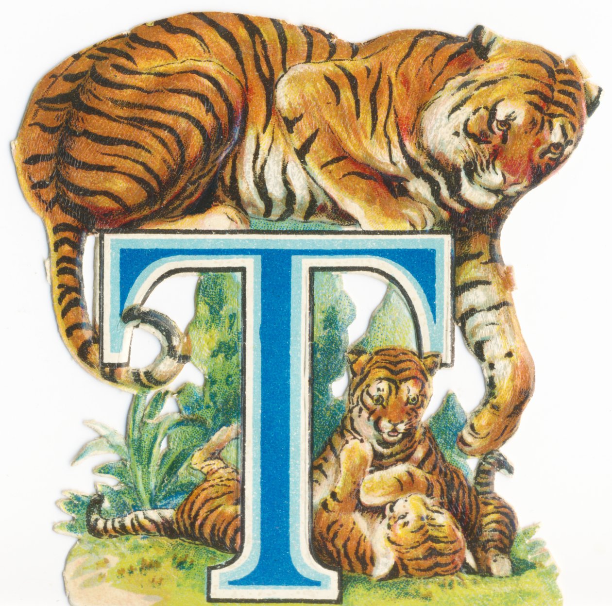 T: Tiger von Unknown artist