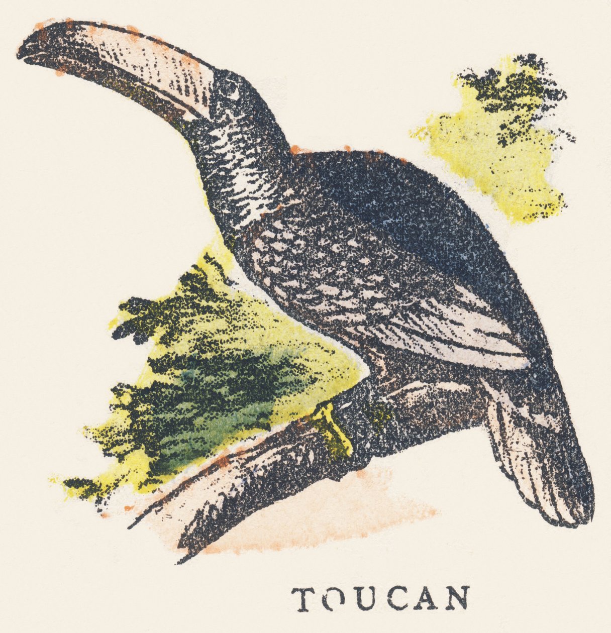 T: Tukan von Unknown artist