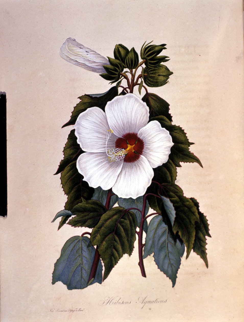 Der Hibiskus. Botanische Tafel. von Unknown artist