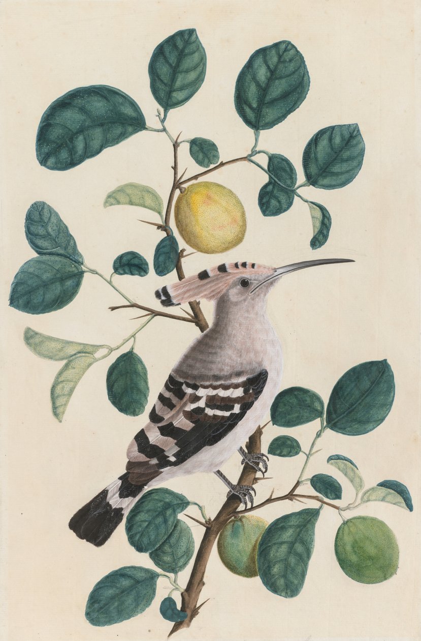 Wiedehopf auf einem Zitrusbaumzweig von Unknown artist
