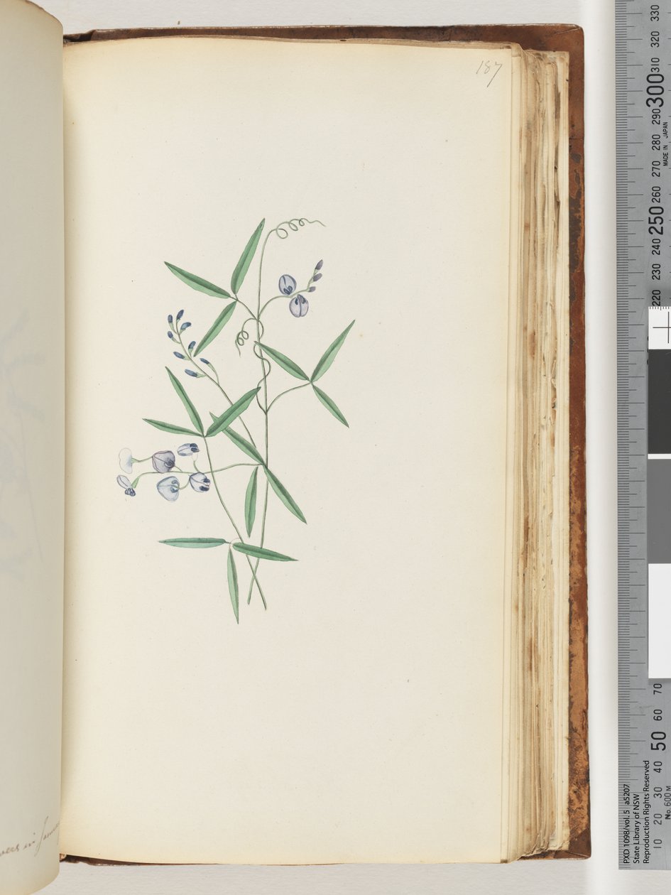 Seite 187. Unidentifizierte Pflanze von Unknown