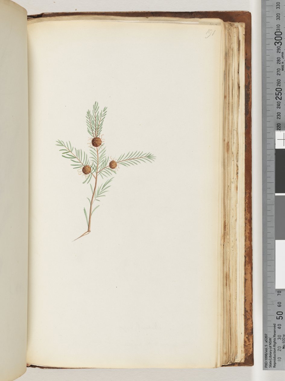 Seite 191. Unidentifizierte Pflanze von Unknown
