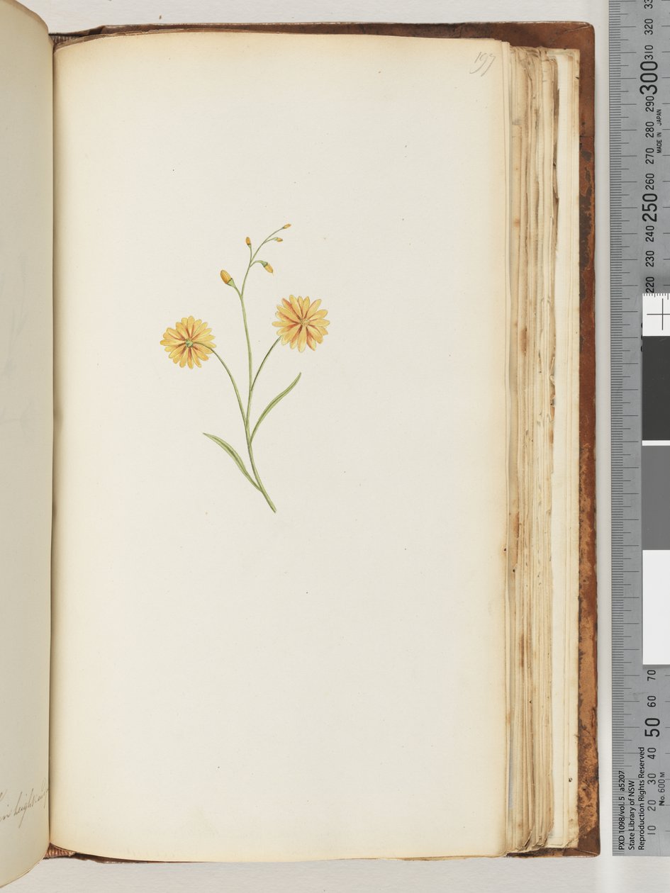 Seite 197. Unidentifizierte Pflanze von Unknown
