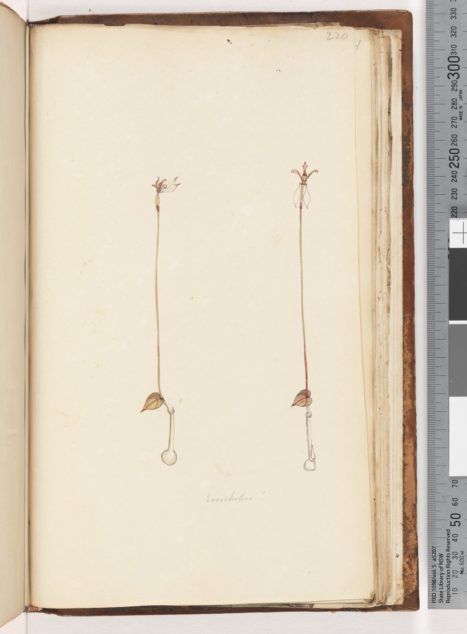 Seite 220. Enochelus? von Unknown