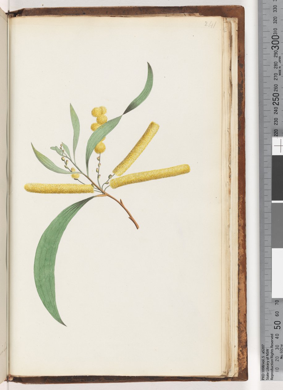 Seite 241. Mimose von Unknown