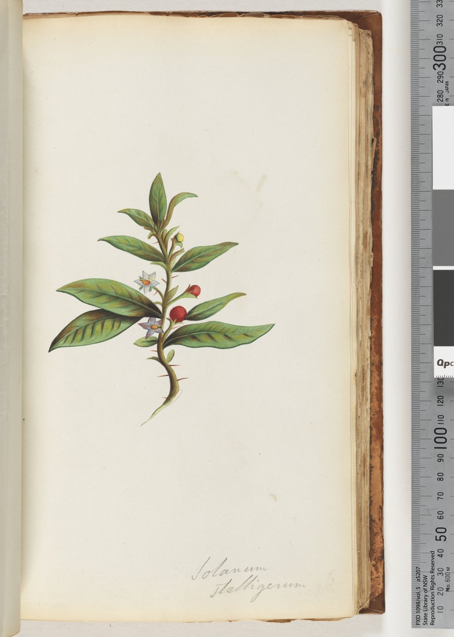 Seite 78a. Solanum stelligerum / Sternnachtschatten von Unknown artist