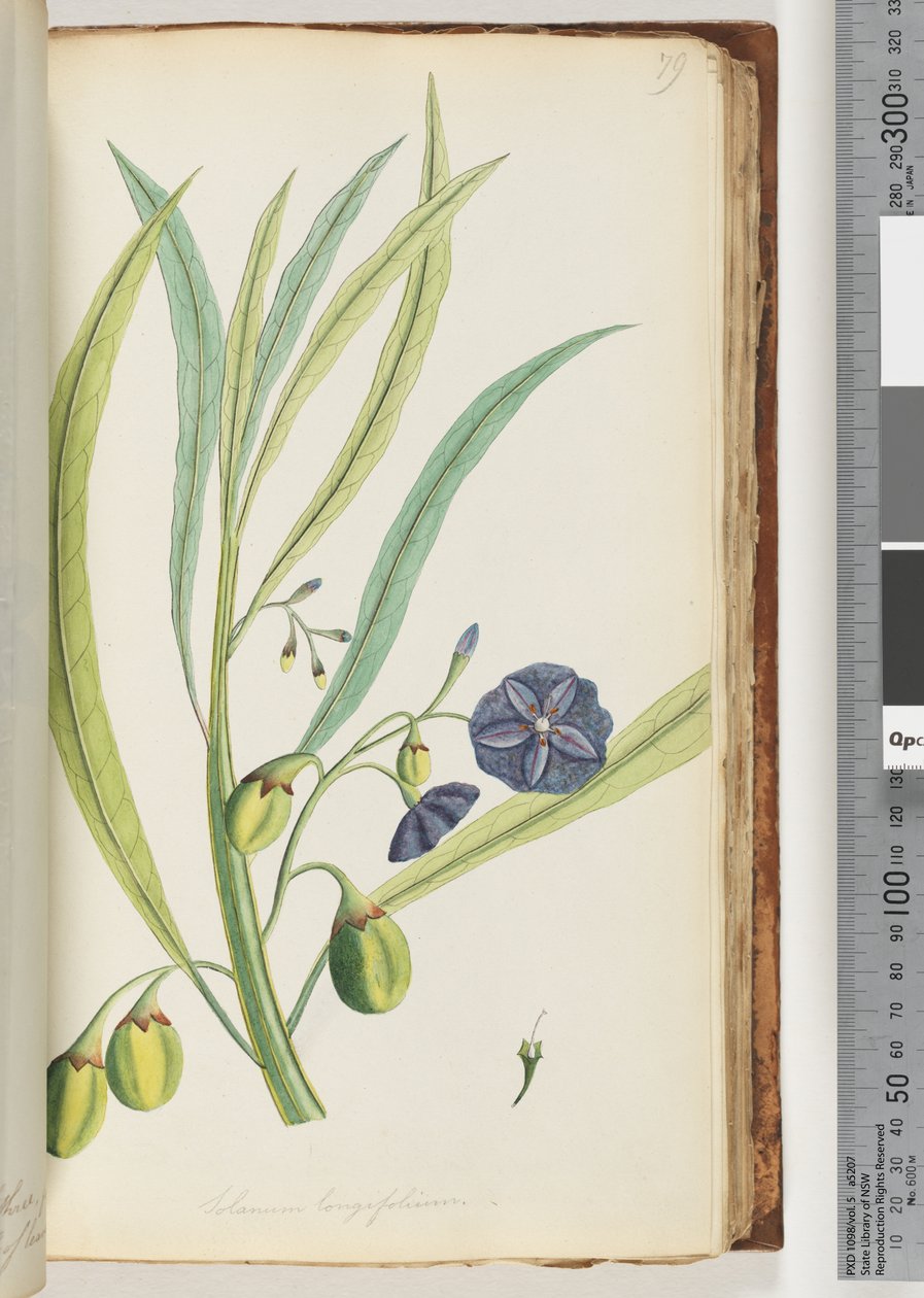 Seite 79. Solanum longifolium von Unknown artist