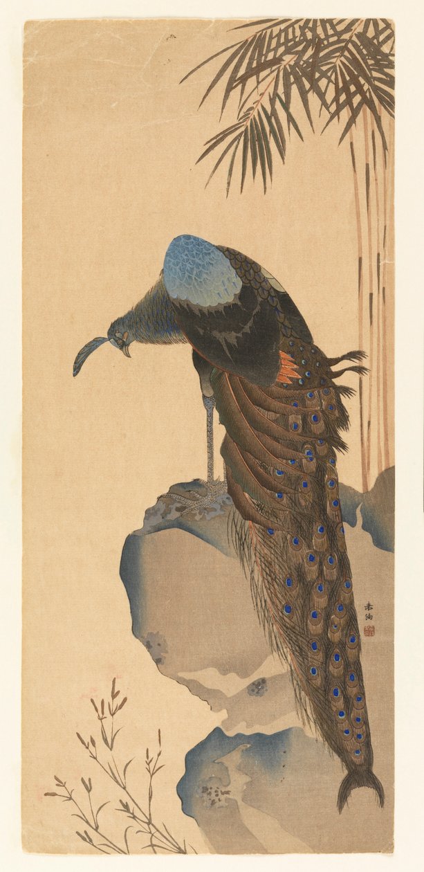 Pfau von Unknown artist