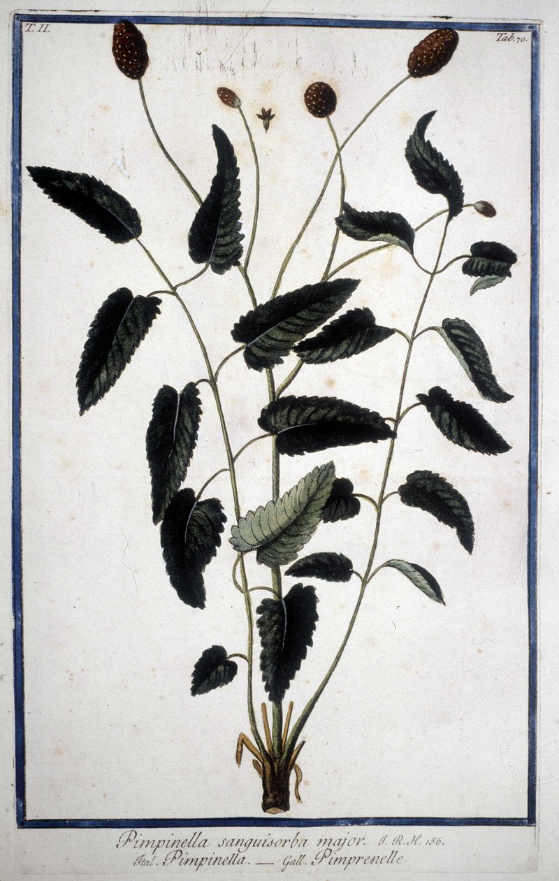 Pimpinelle: Pimpinella Sanguisorba major. von Unknown artist