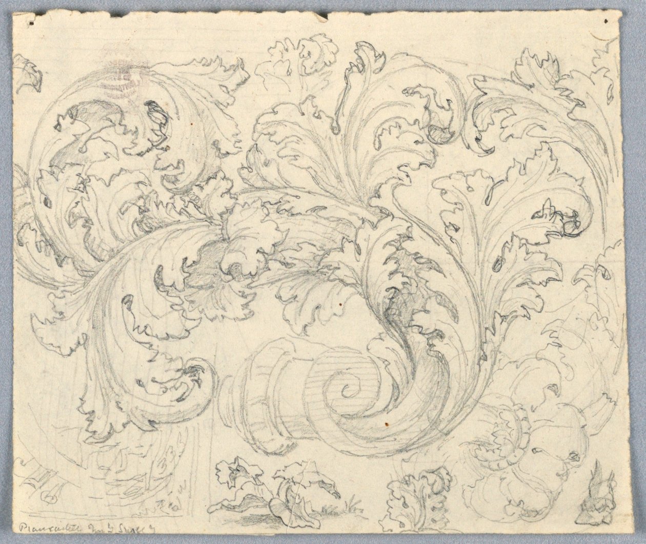 Studie für ein sich windendes Akanthus-Ornament von Unknown artist