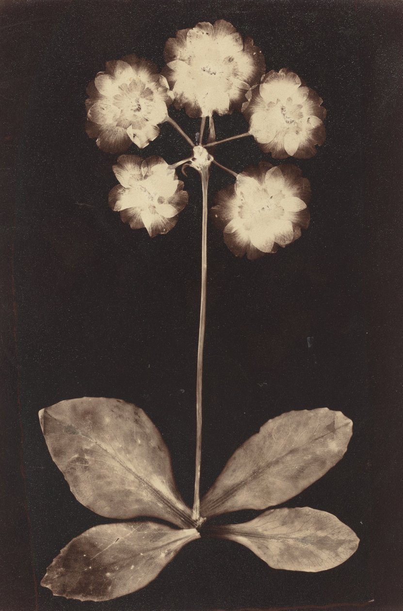 Botanisches Fotogramm von Unknown photographer