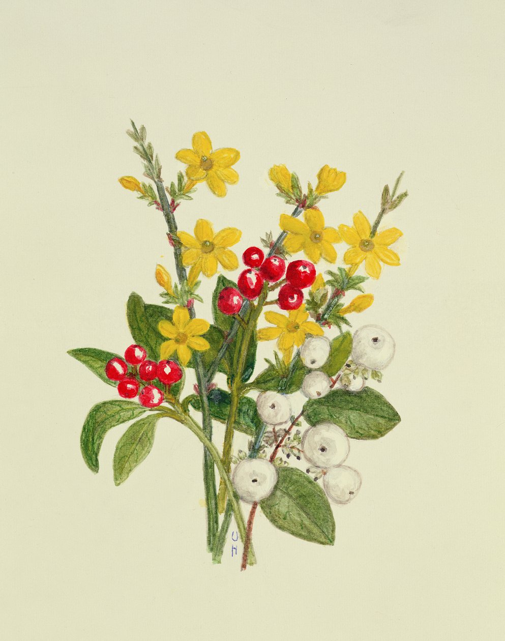 Schneebeeren, Hartriegel und Jasmin von Ursula Hodgson