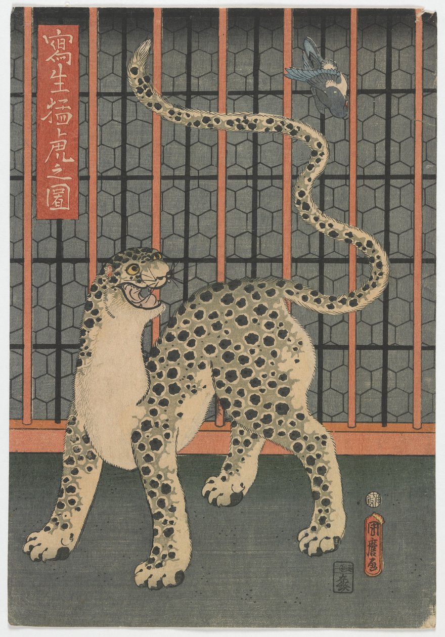 Ein Leopard aus dem Leben gezeichnet, Edo-Periode, 1860 von Utagawa Kunimaro