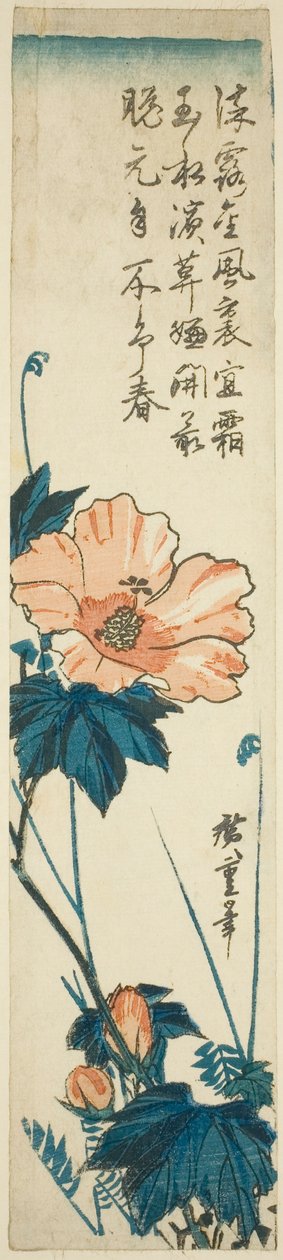 Hibiskus von Utagawa Hiroshige
