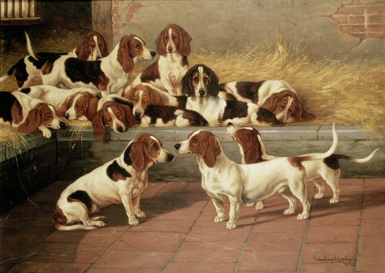 Basset-Hunde in einem Zwinger, 1894 von Valentine Thomas Garland