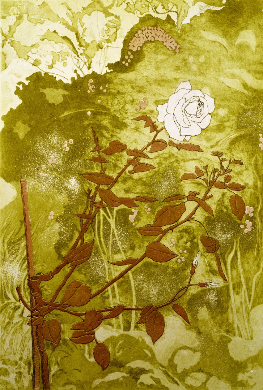 Rose von Valerie Daniel