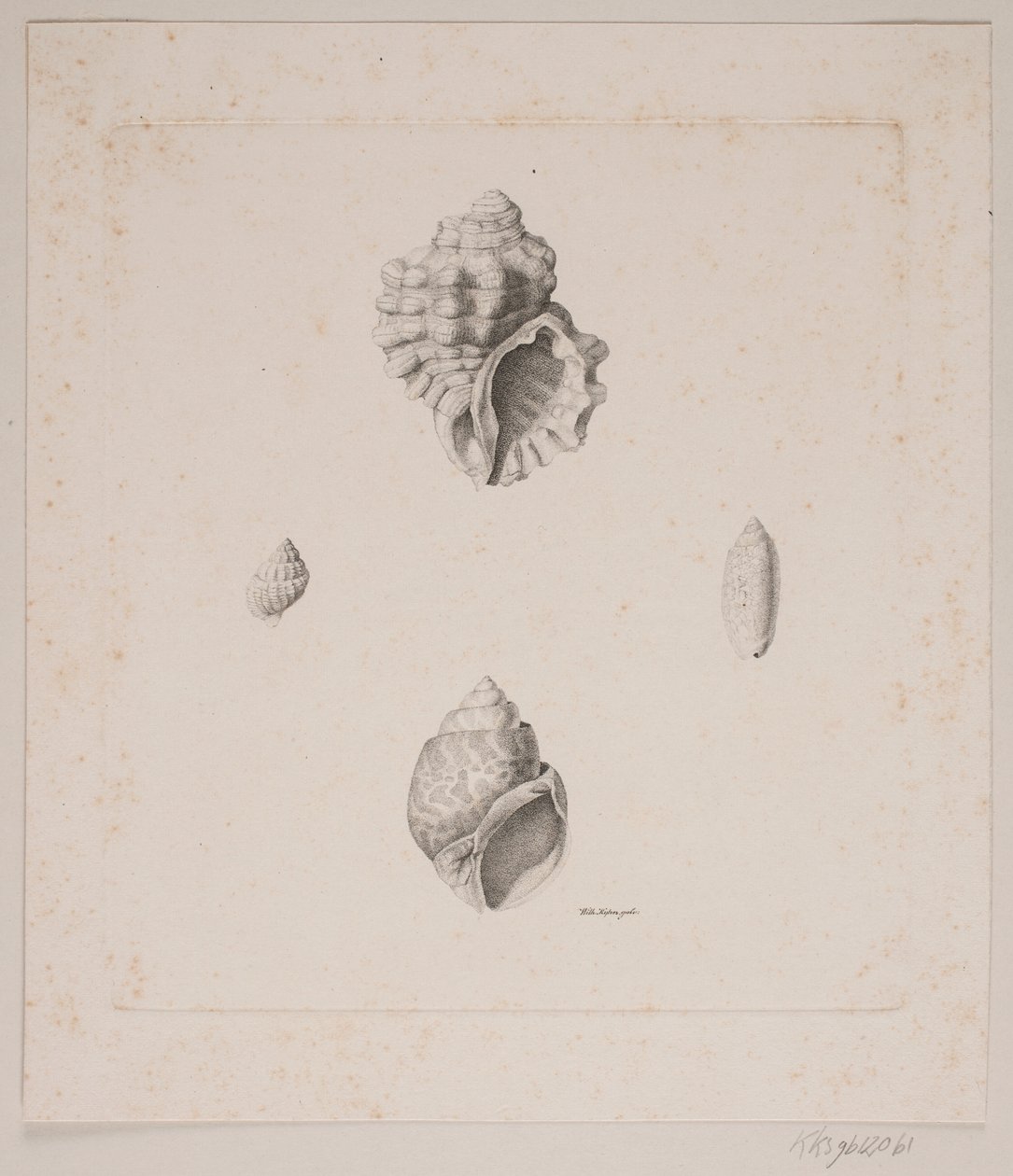 Vier Muscheln von Vilhelm Kyhn