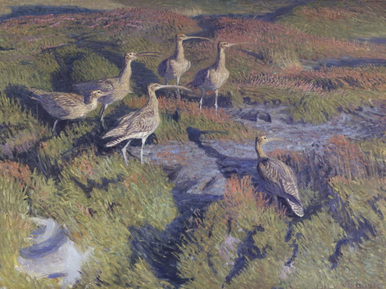 Regenbrachvögel bereit zum Abflug von Vilhelm Th. Fischer