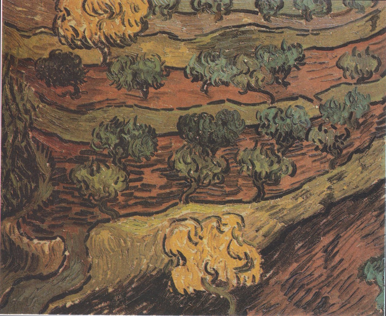 Olivenbäume auf einem Hügel von Vincent van Gogh