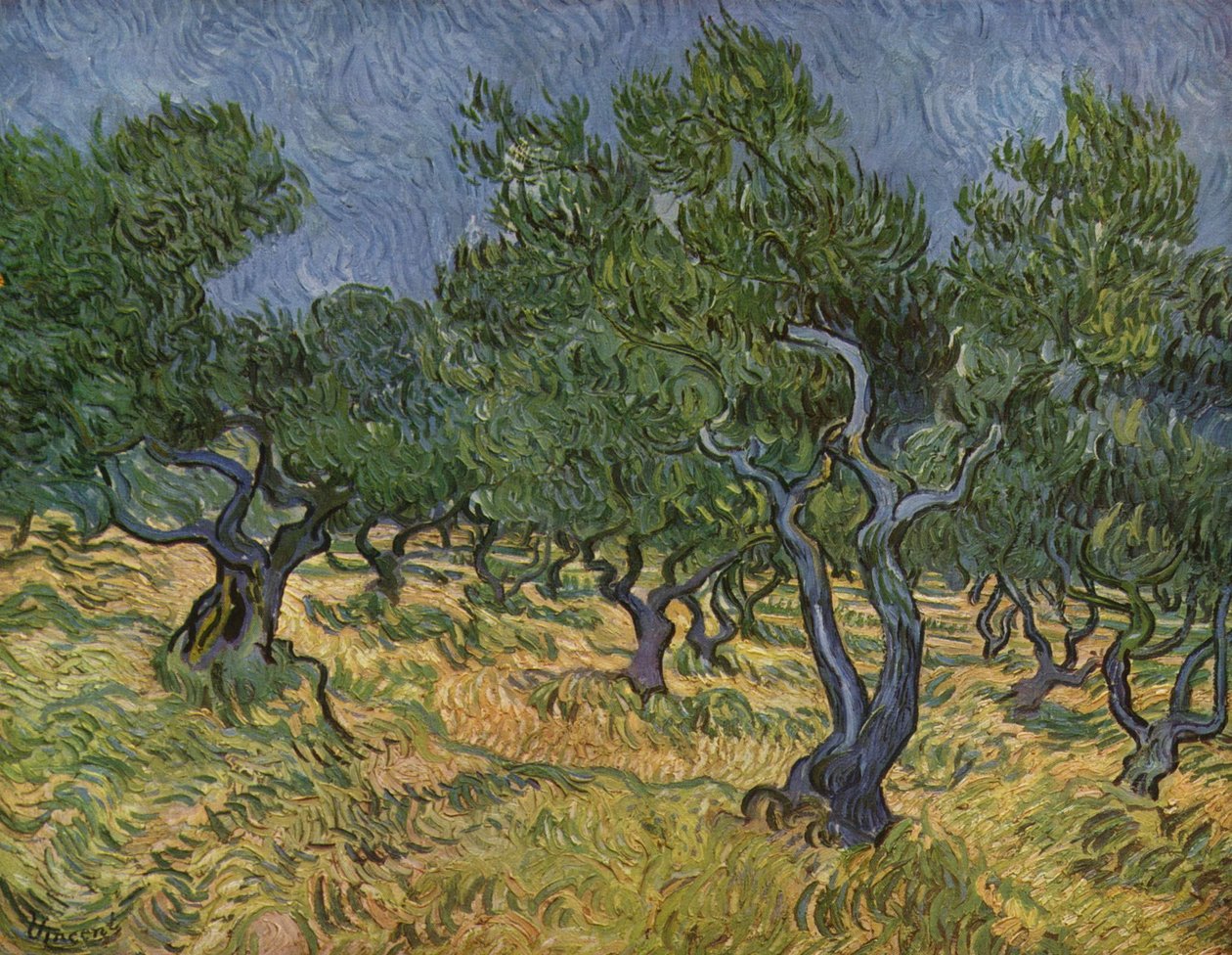 Olivenhain von Vincent van Gogh