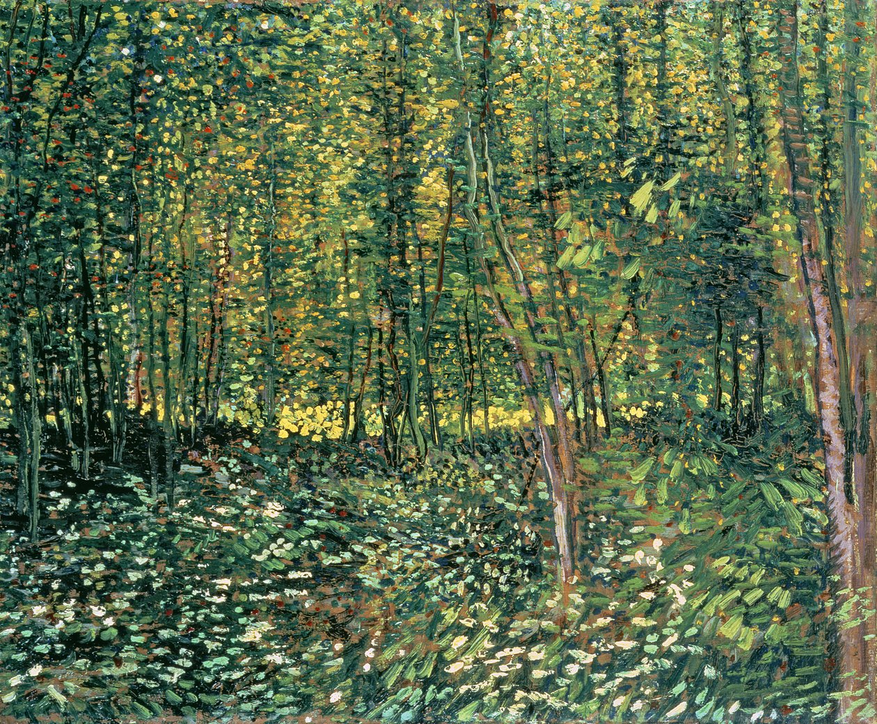 Bäume und Unterholz, 1887 von Vincent van Gogh